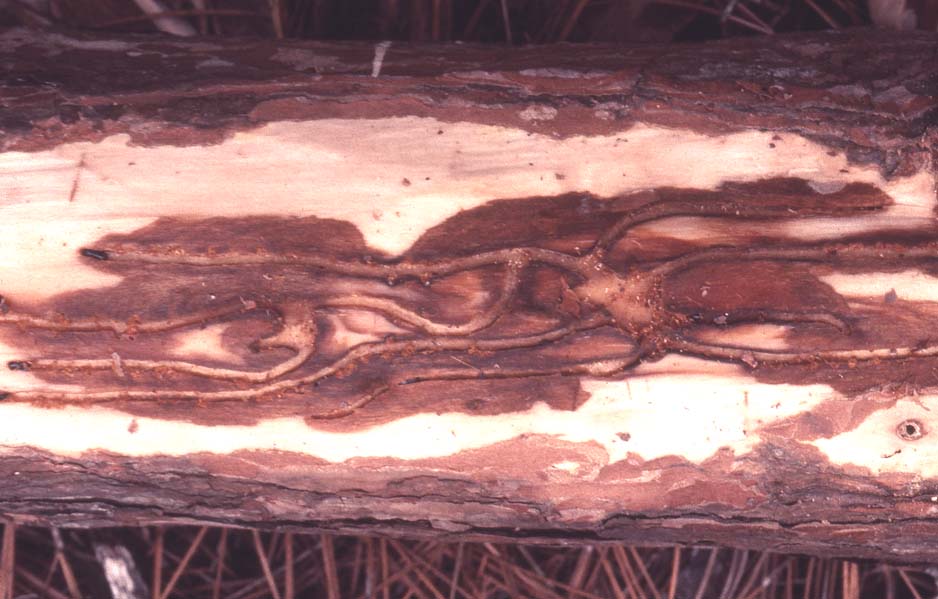 beetle galleries